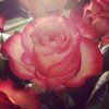 The Bouqs Rose Close Up